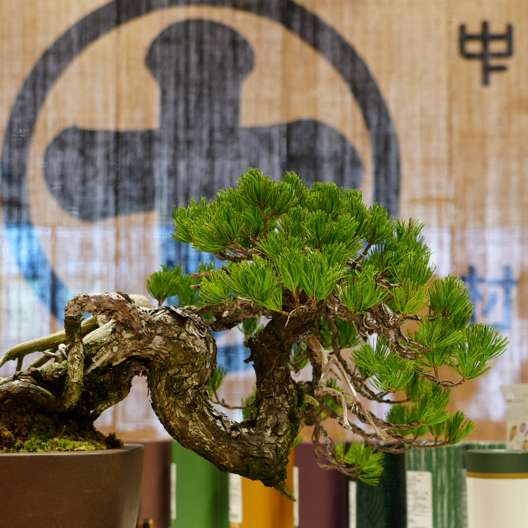 仲村さま専用 kotohayokozawa】STAR☆ PATCH HOODIE (SET UP)｜CONVERSE TOKYO