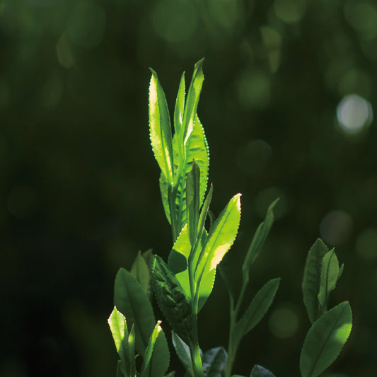 今年の新茶は