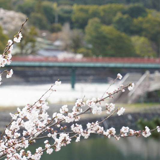 京都駅の中に、宇治の時間をつくる