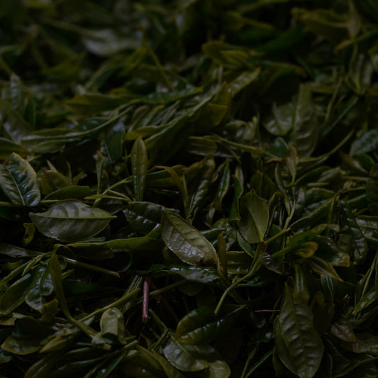 手積みした新茶の茶葉の製茶工程